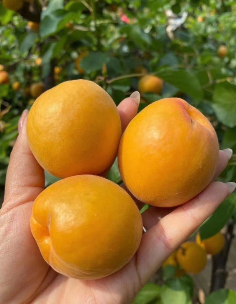 金太阳杏