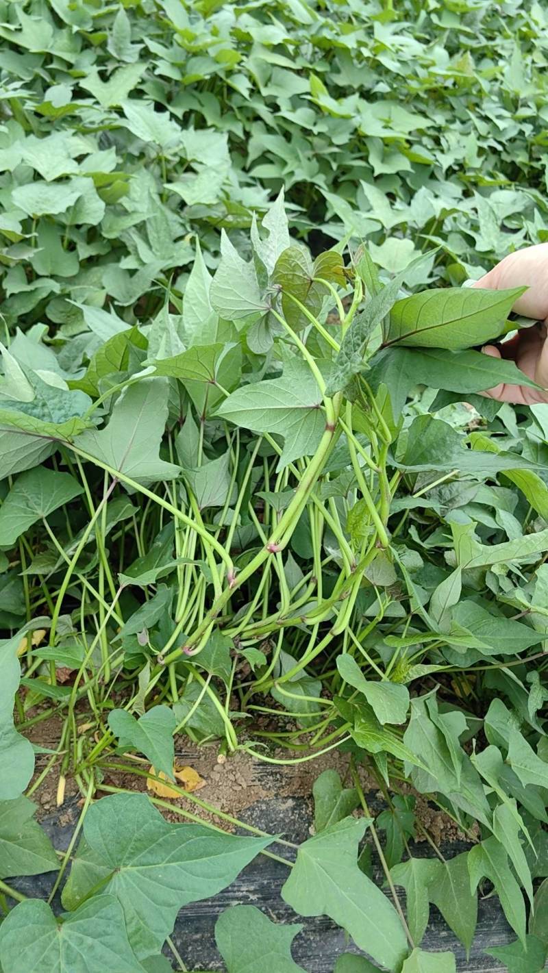 大家好，今天是5月20号，农科院培育红薯苗，品种多，质保