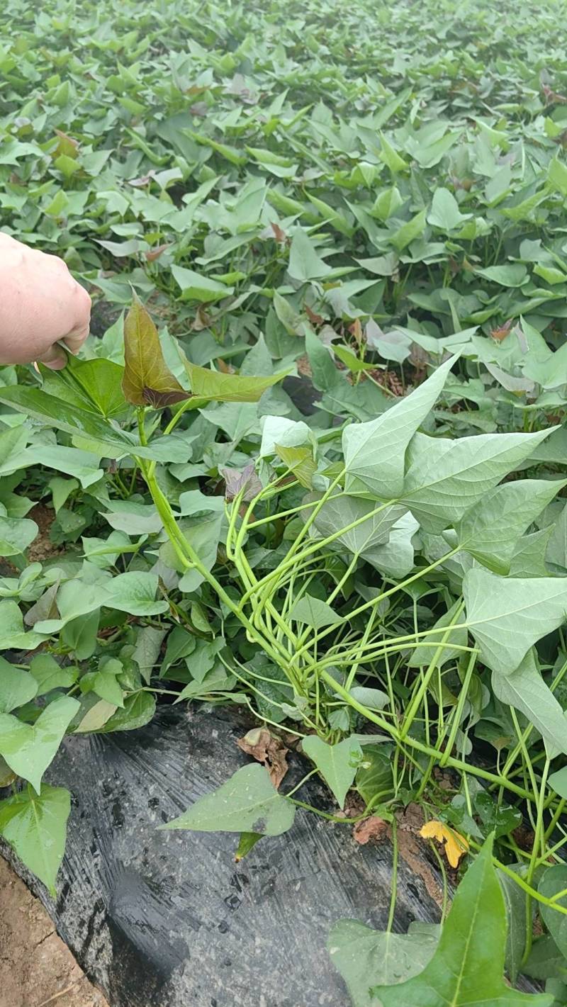 大家好，今天是5月20号，农科院培育红薯苗，品种多，质保