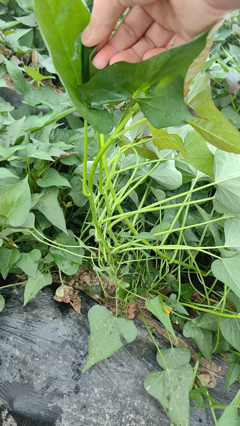 大家好，今天是5月20号，农科院培育红薯苗，品种多，质保