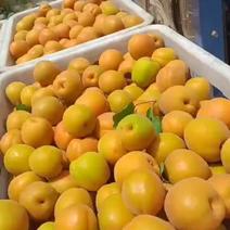 金太阳杏，凯特杏产地直供可货对接电商市场加工厂