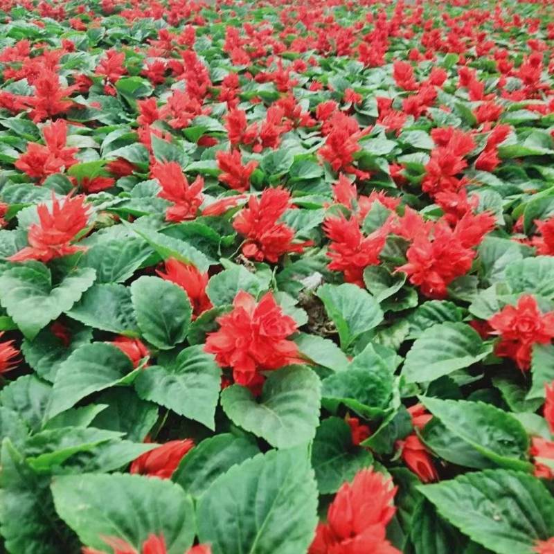 一串红花卉盆景苗圃直发大量供应可视频看货欢迎致电