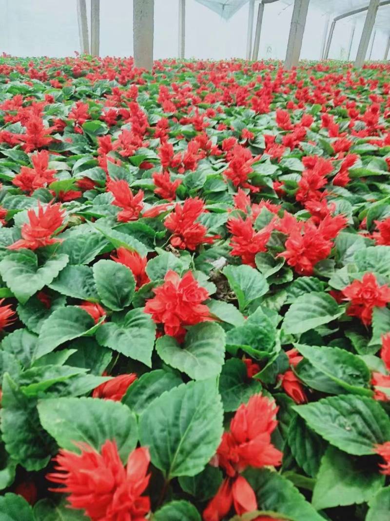 一串红花卉盆景苗圃直发大量供应可视频看货欢迎致电