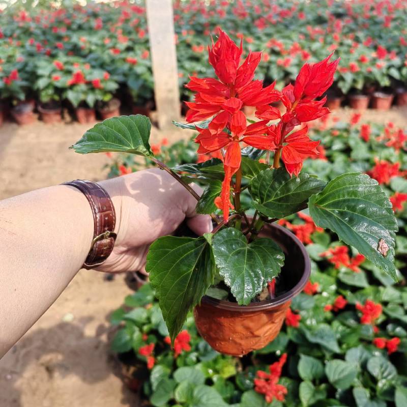 一串红花卉盆景苗圃直发大量供应可视频看货欢迎致电