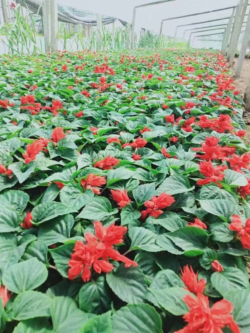 一串红花卉盆景苗圃直发大量供应可视频看货欢迎致电