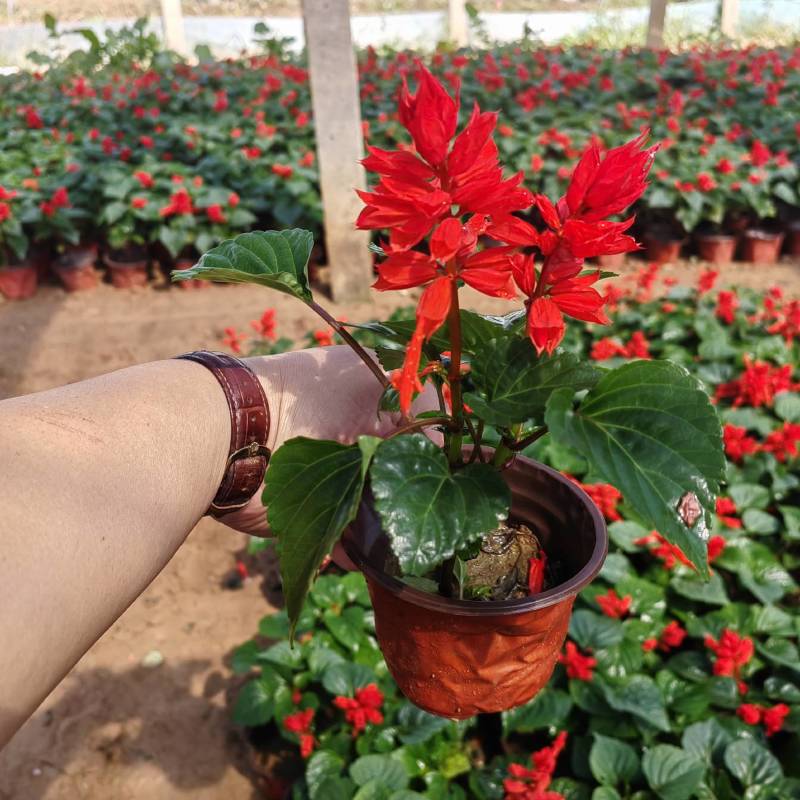 一串红花卉盆景苗圃直发大量供应可视频看货欢迎致电