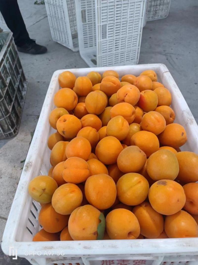 金太阳杏，凯特杏产地直供可代发货对接电商市场加工厂