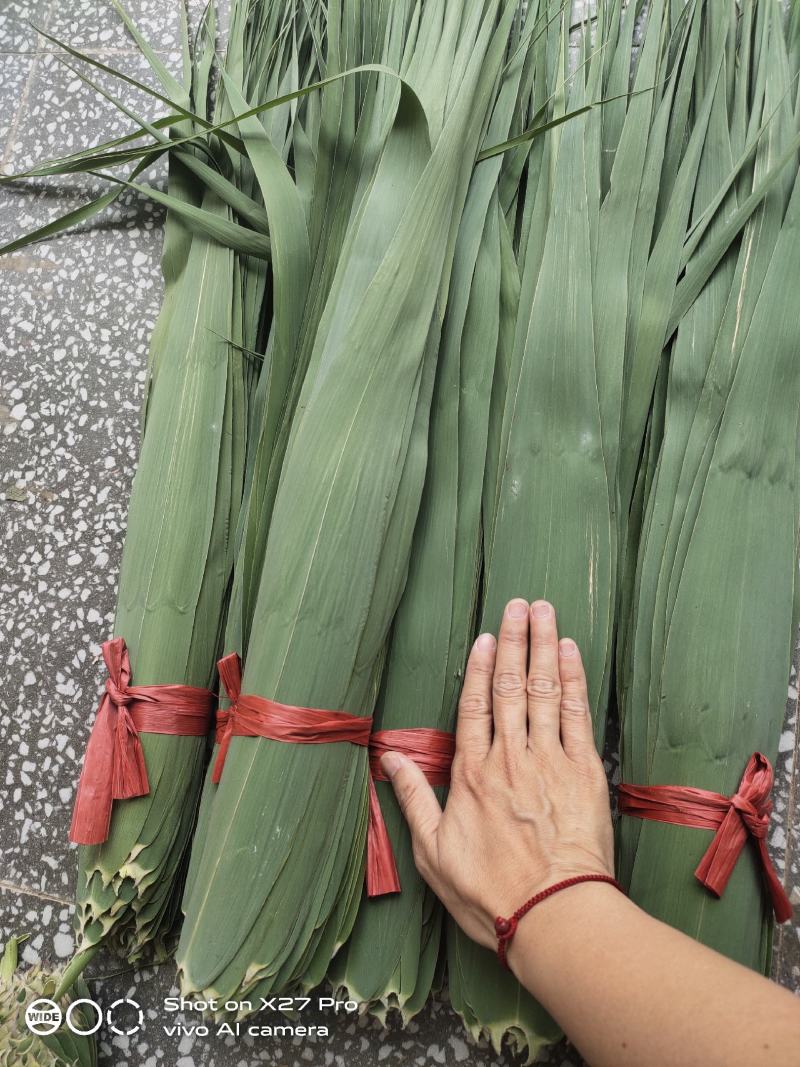 粽子叶