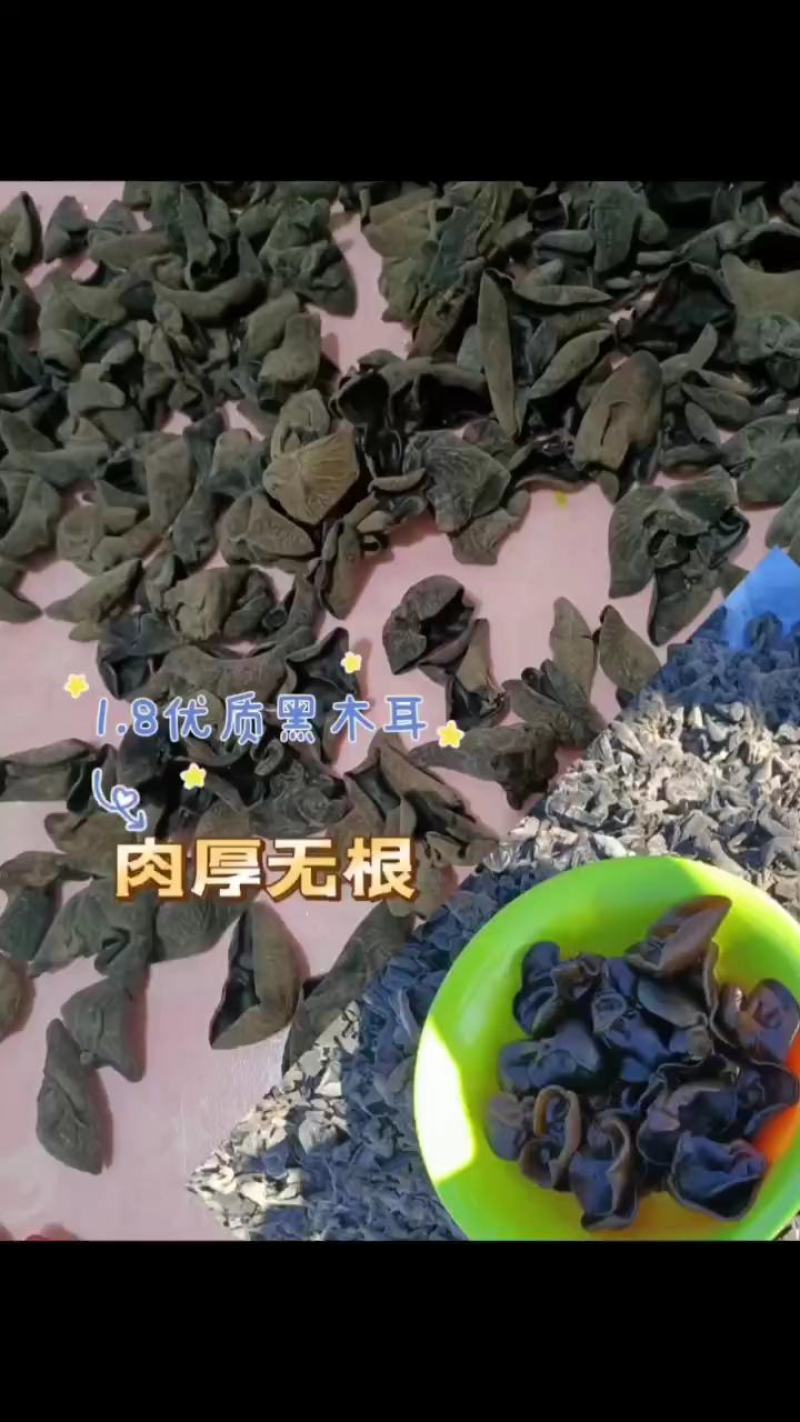 秋木耳源头批发
