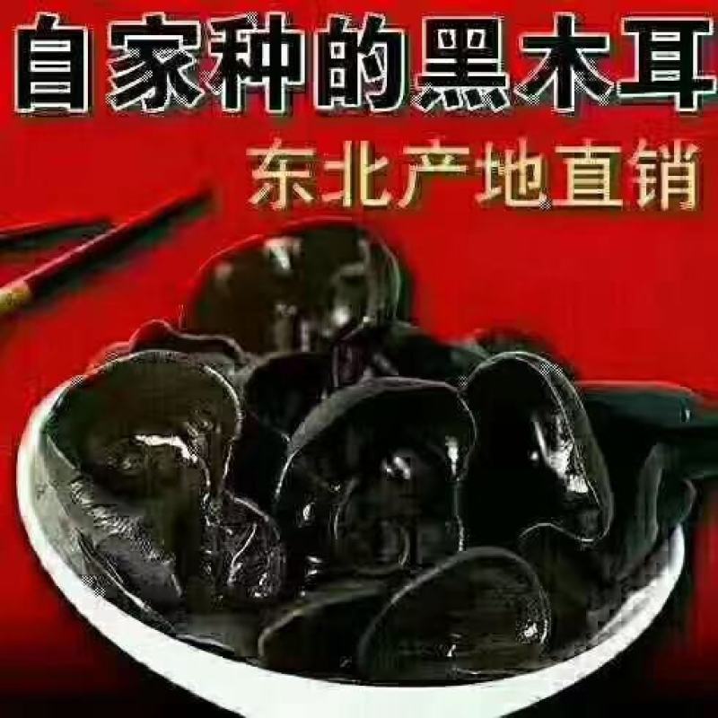 秋木耳源头批发