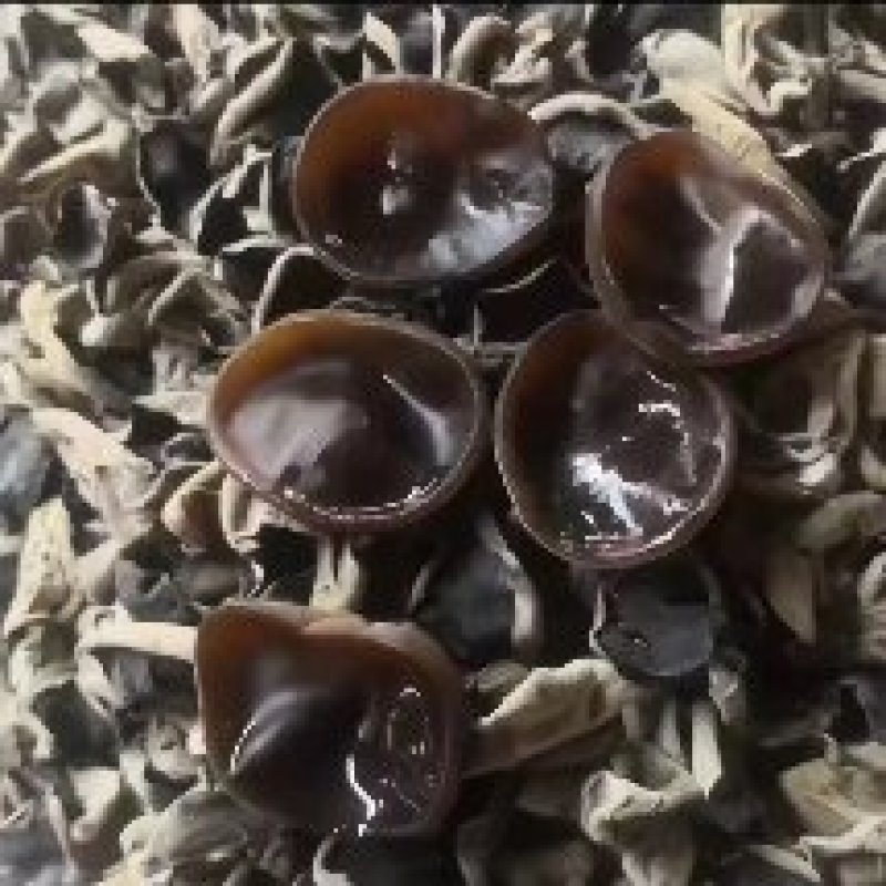 秋木耳源头批发