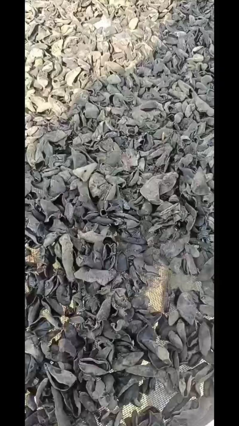 秋木耳源头批发