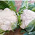 夏宝泰国耐热改良白紧菜花心叶合包免盖椰菜种子白紧花