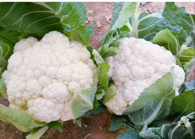夏宝泰国耐热改良白紧菜花心叶合包免盖椰菜种子白紧花