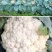 夏宝泰国耐热改良白紧菜花心叶合包免盖椰菜种子白紧花