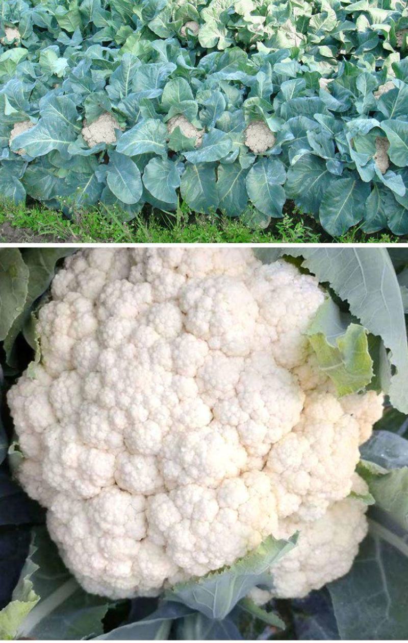 夏宝泰国耐热改良白紧菜花心叶合包免盖椰菜种子白紧花