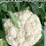 夏宝泰国耐热改良白紧菜花心叶合包免盖椰菜种子白紧花