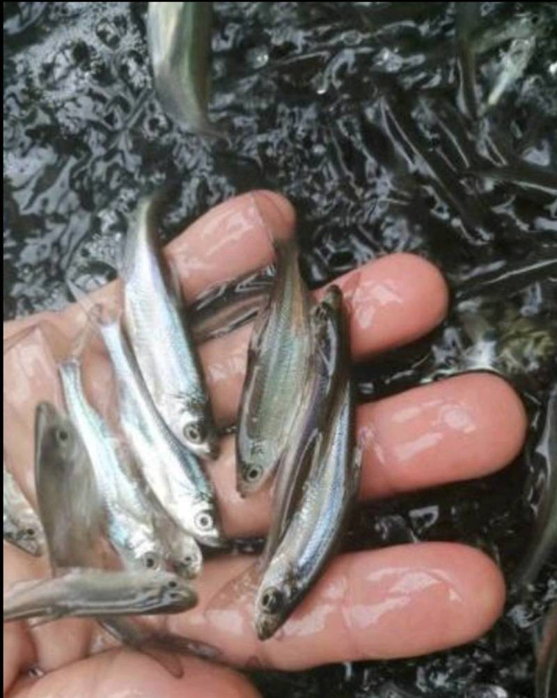 翘嘴鱼苗，高成活率淡水鱼渔场直供全国发货