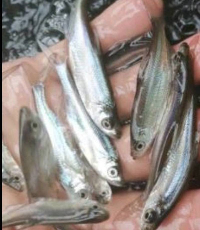 翘嘴鱼苗，高成活率淡水鱼渔场直供全国发货