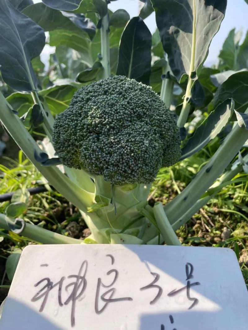神良1号2号3号马尼拉神良系列菜花种子