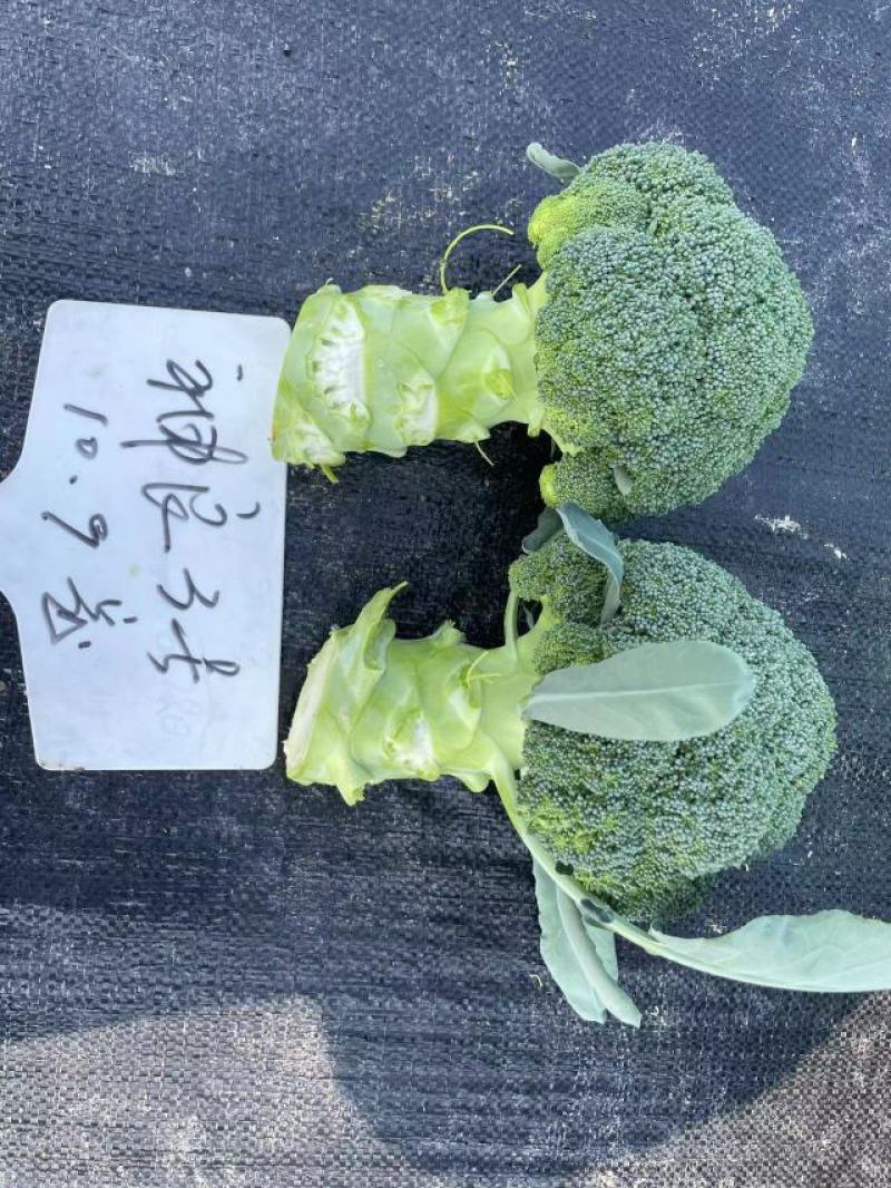 神良1号2号3号马尼拉神良系列菜花种子