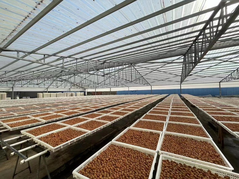 展示新鲜西梅与加工后的西梅干形态,体现其多样性 新鲜西梅与西梅干对比图