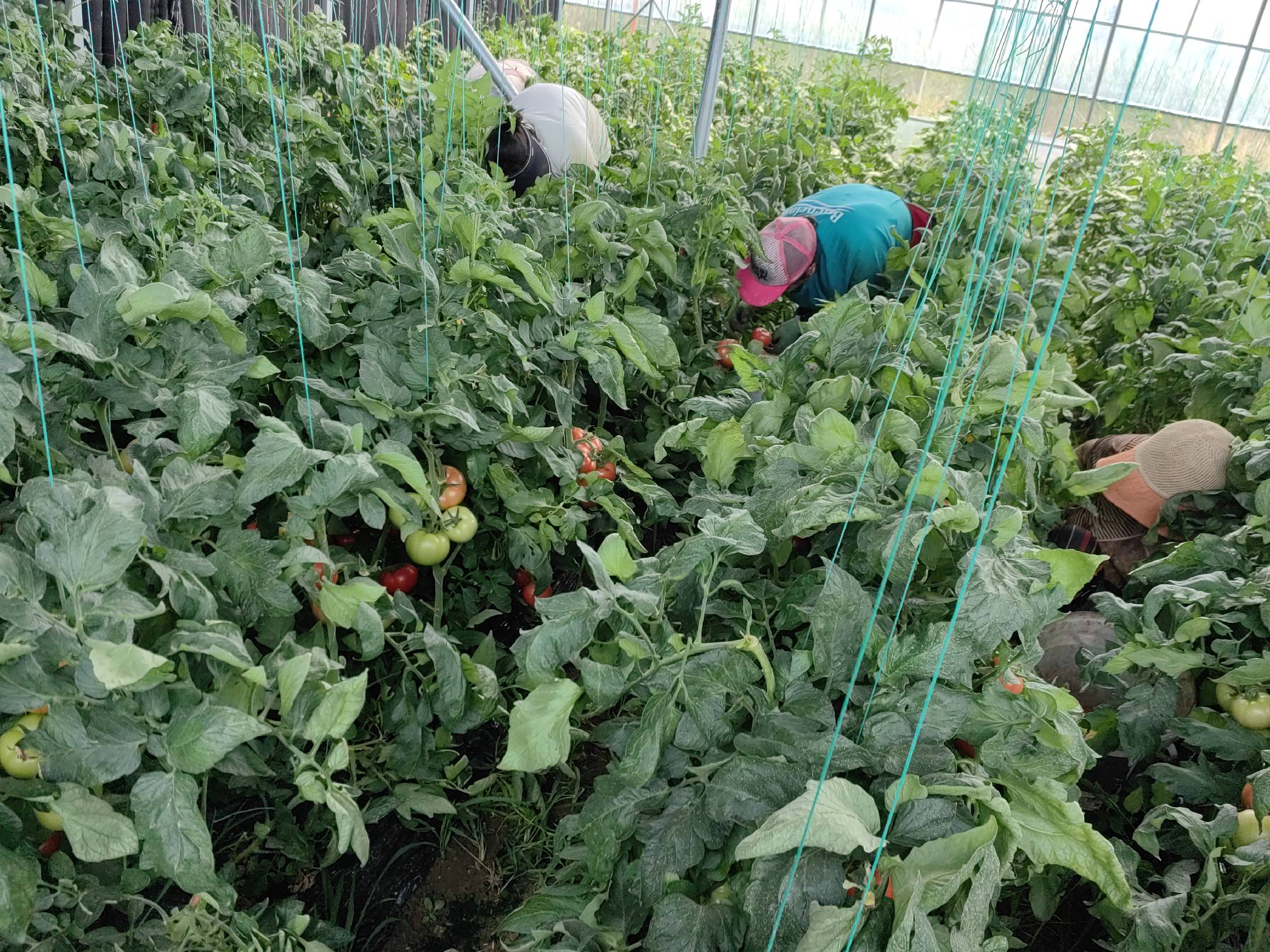 寿光西红柿种植基地