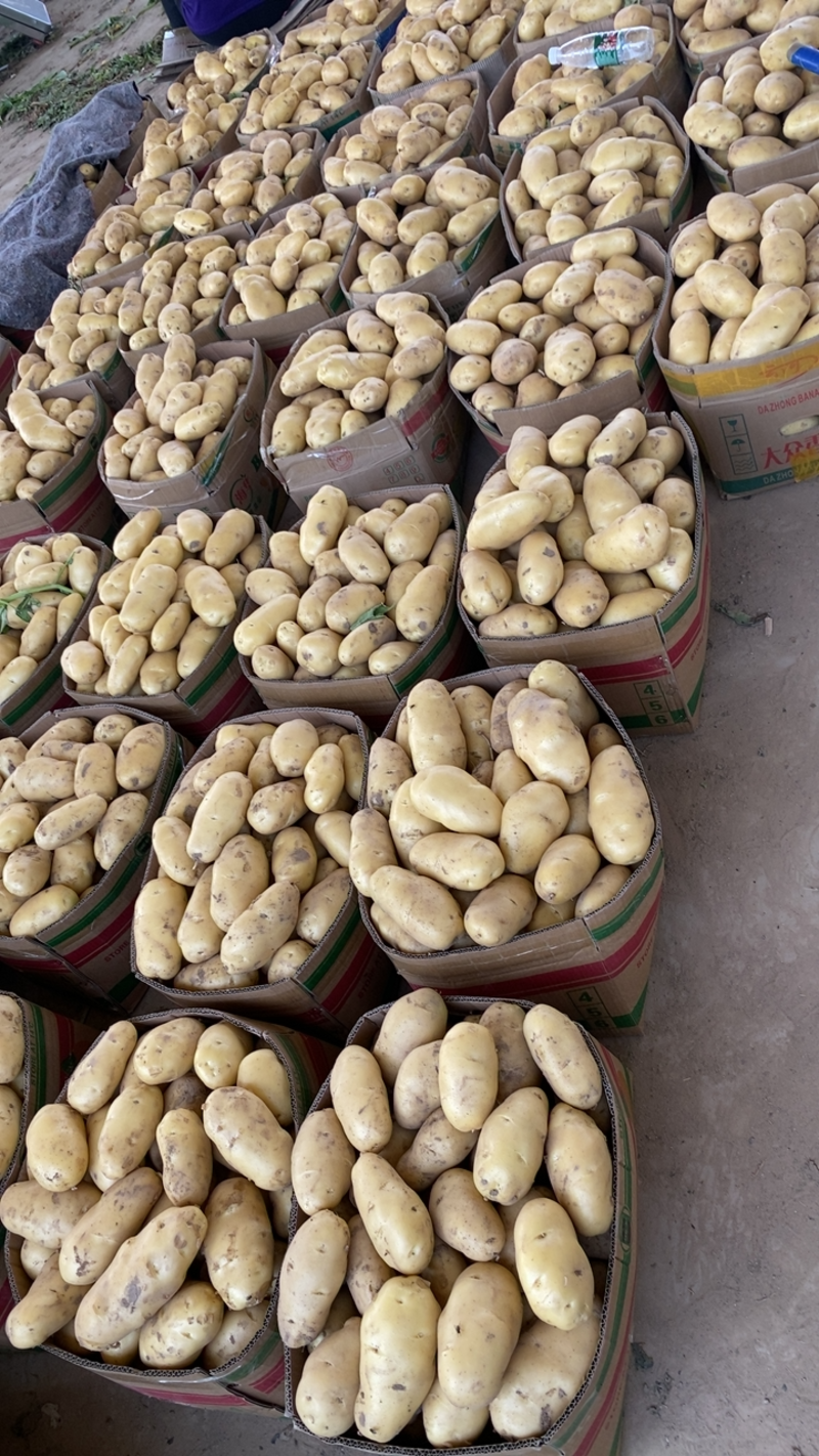 山东省郯城县土豆大量上市产地一手货源，