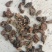 水白芨，扁白芨，圆白芨