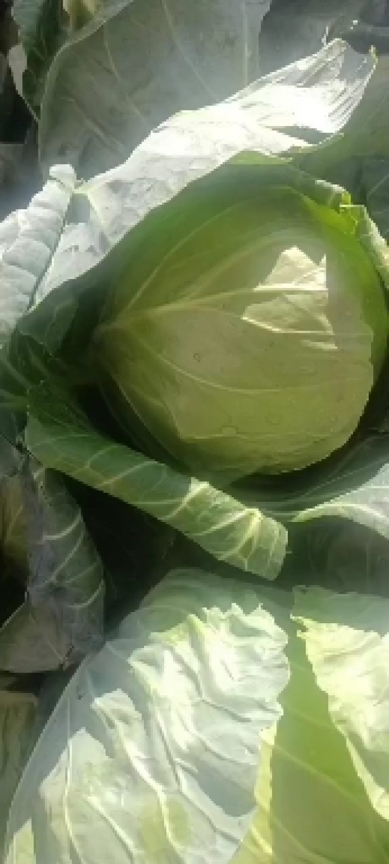 所有菜品有货
