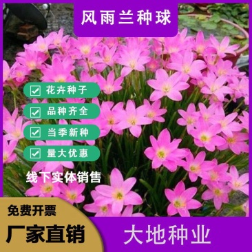 四季开花重瓣风雨兰种球风雨花葱兰韭兰庭院阳台盆栽花卉耐热