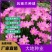 四季开花重瓣风雨兰种球风雨花葱兰韭兰庭院阳台盆栽花卉耐热