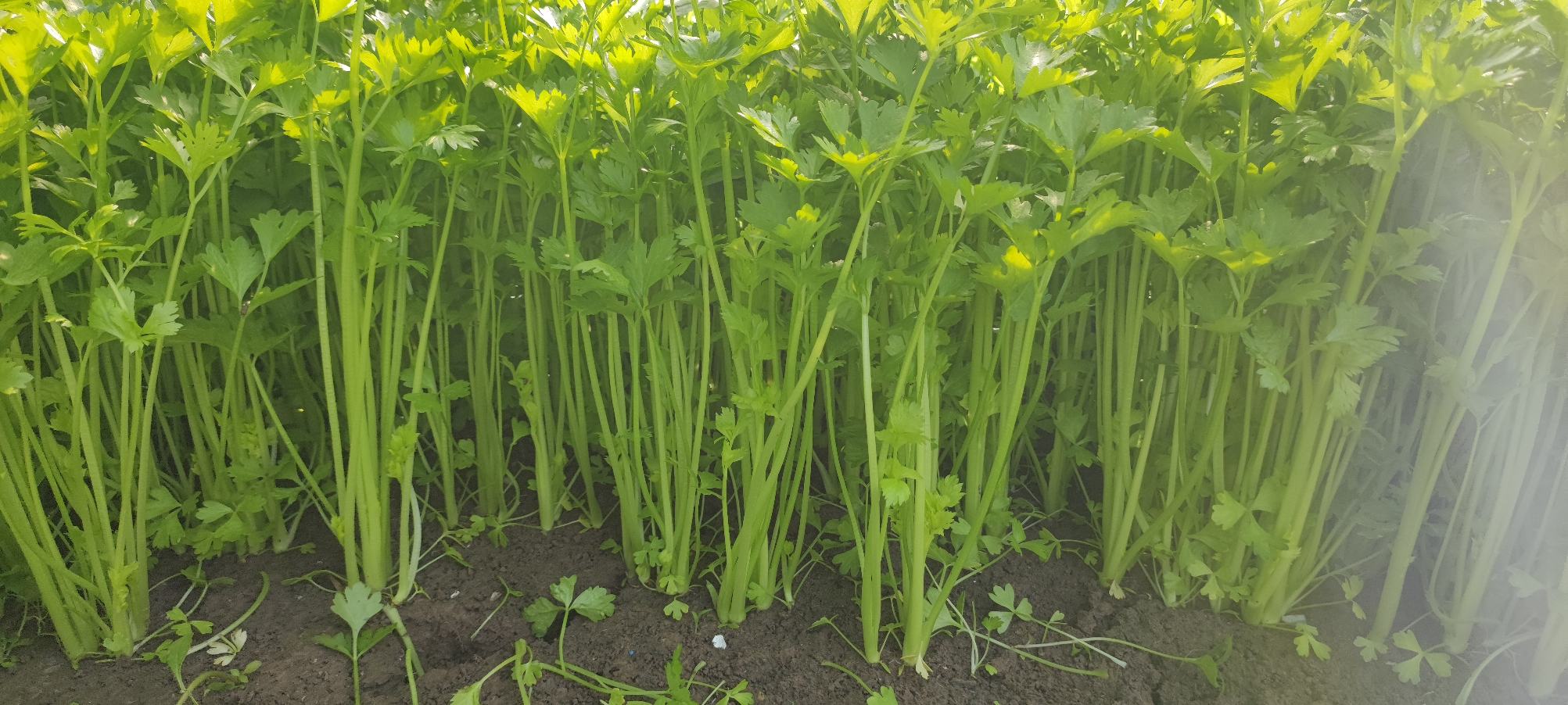 绿色香芹植株,叶片呈羽状分裂,颜色鲜亮,形态紧凑 香芹植株特写