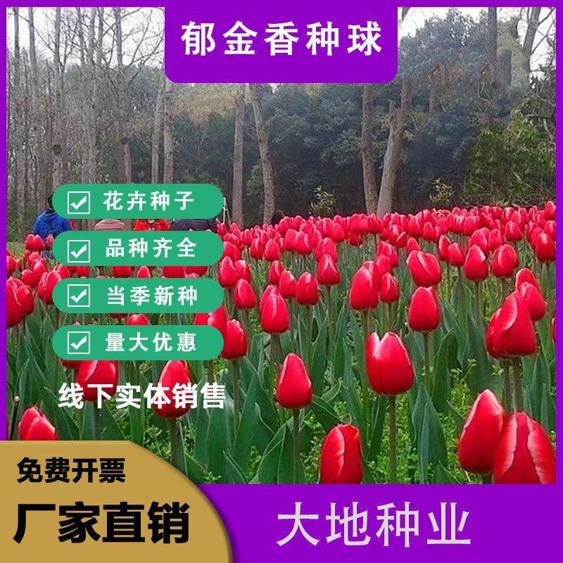 荷兰郁金香种球室内外阳台水培土培重瓣郁金香盆栽花苗植物
