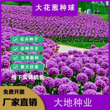 荷兰进口大花葱种球耐寒花卉盆栽葱花球根子七彩四季易活阳台