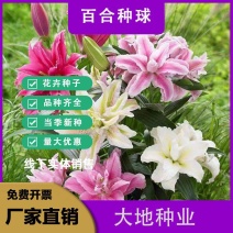 进口香水百合种球重瓣浓香四季开花室内外盆栽花卉植物耐寒