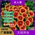 天人菊种子耐寒秋播多年生花籽园林景花海观绿化花卉种子