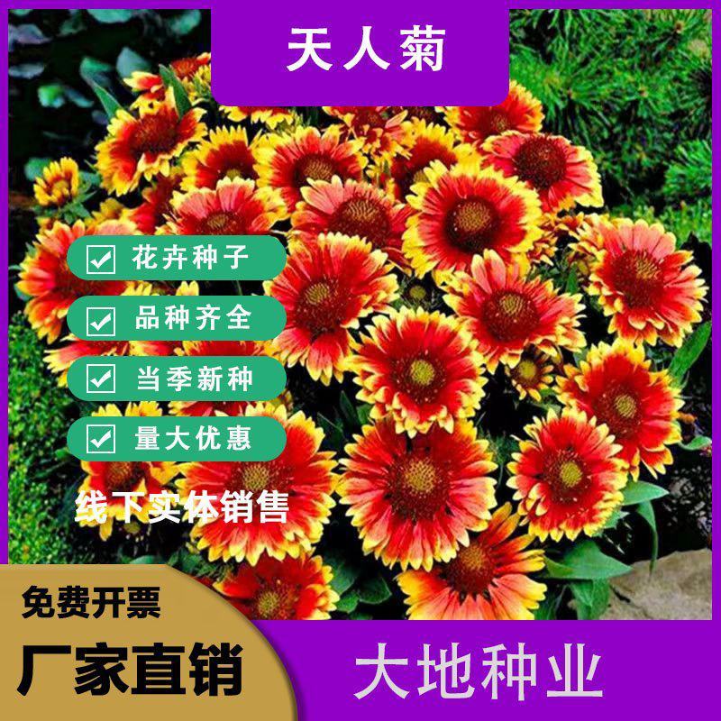 天人菊种子耐寒秋播多年生花籽园林景花海观绿化花卉种子