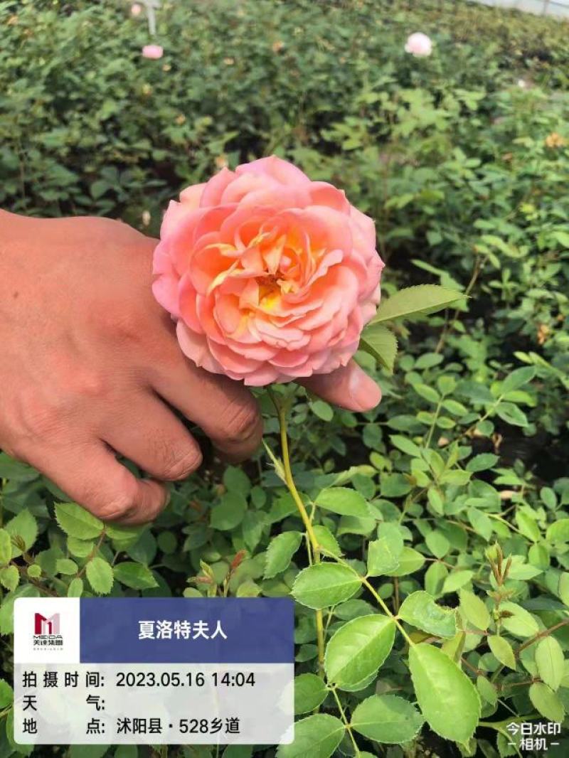 欧月小杯苗藤本月季高度20-30公分左右品种齐全