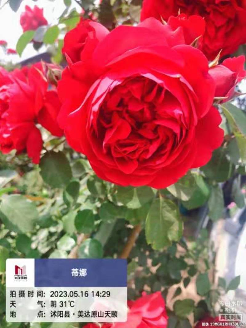 欧月小杯苗藤本月季高度20-30公分左右品种齐全