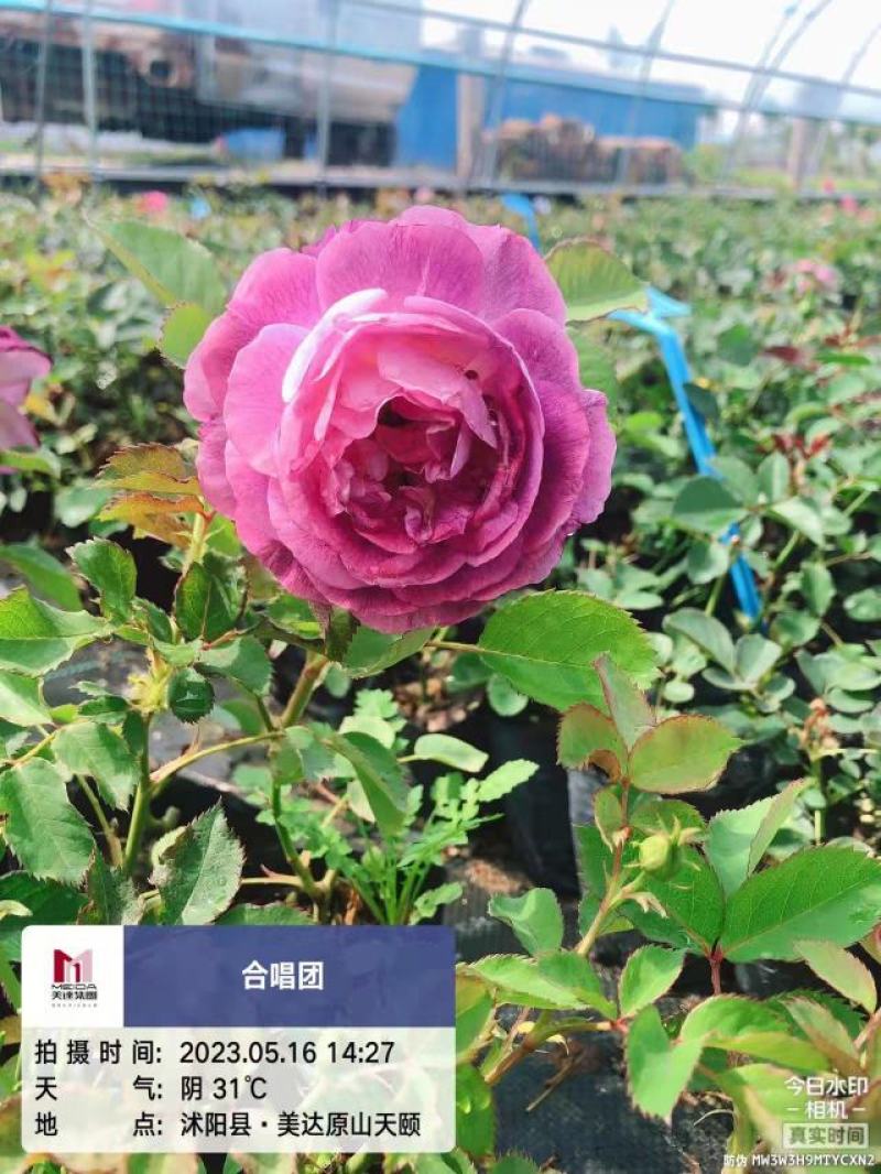 欧月小杯苗藤本月季高度20-30公分左右品种齐全