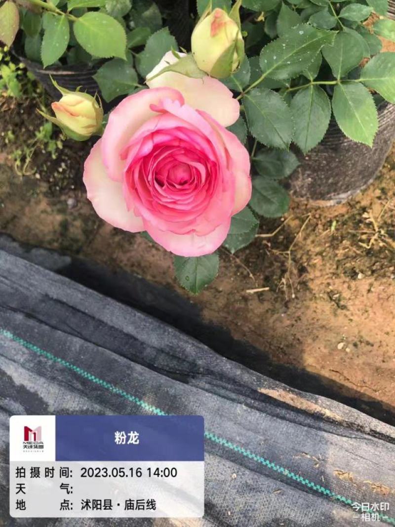 欧月小杯苗藤本月季高度20-30公分左右品种齐全
