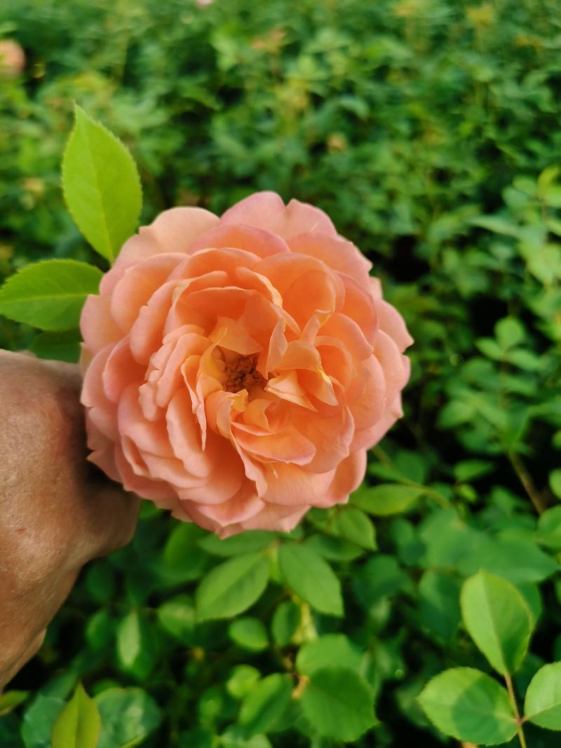 欧月小杯苗藤本月季高度20-30公分左右品种齐全