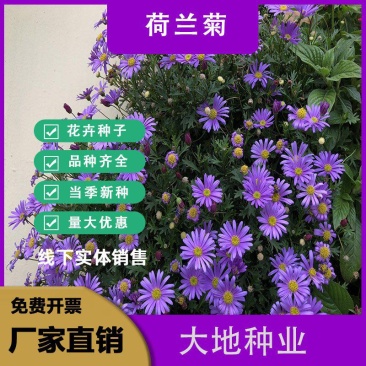 荷兰菊种子，多年生花卉种子，庭院阳台景观绿化工程花卉种子