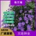 荷兰菊种子，多年生花卉种子，庭院阳台景观绿化工程花卉种子