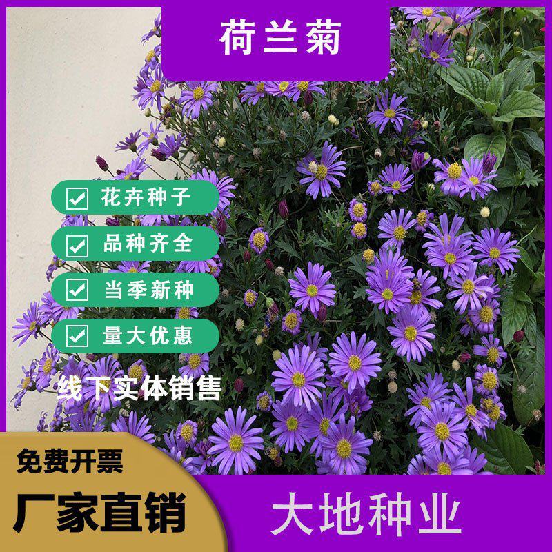 荷兰菊种子，多年生花卉种子，庭院阳台景观绿化工程花卉种子