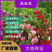 重瓣凤仙花指甲花凤仙茶花四季播易活庭院阳台盆栽花卉