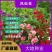 重瓣凤仙花指甲花凤仙茶花四季播易活庭院阳台盆栽花卉