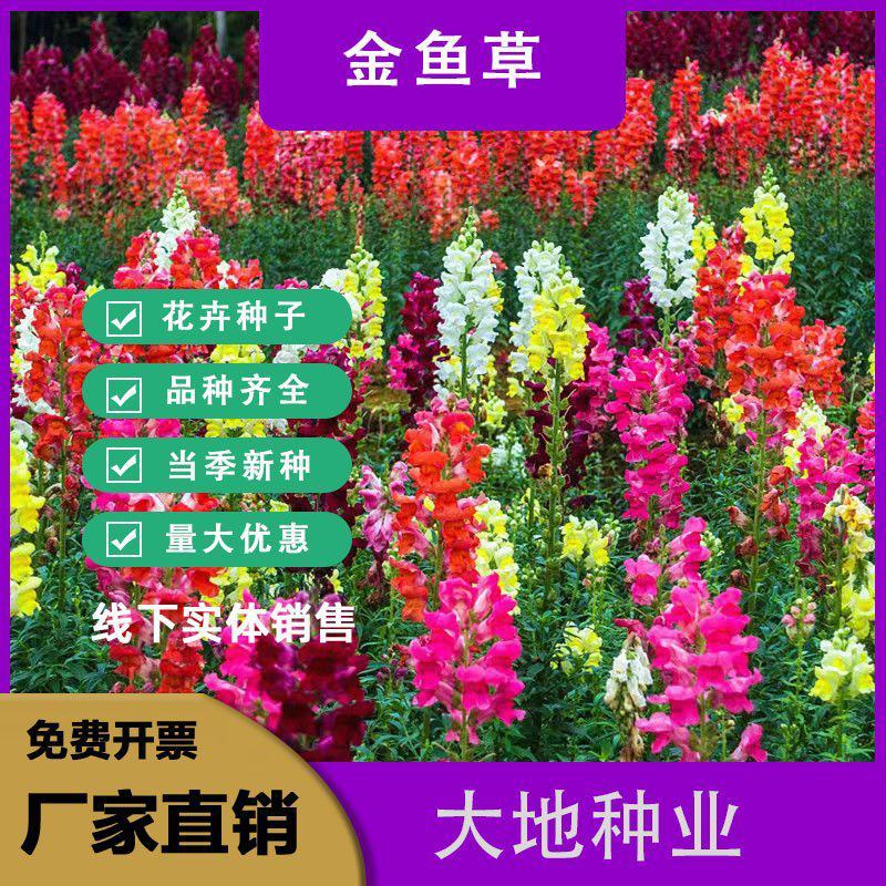金鱼草种子植物四季花卉草籽庭院阳台多年生耐旱室外植物花草
