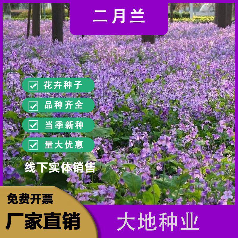 二月兰种子，二月兰花籽，多年生宿根花卉种子耐阴耐寒